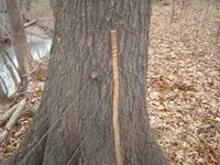 Along The River & Through The Woods 003.webp
