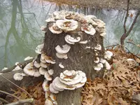 Along The River & Through The Woods 004.webp