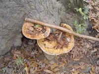 Along The River & Through The Woods 005.webp