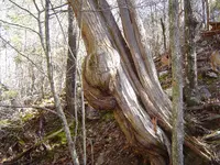 Fossils & mt walk 010.webp
