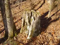 Fossils & mt walk 011.webp