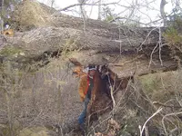 Mnt creek 008.webp