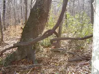 Along The River & Through The Woods 010.webp