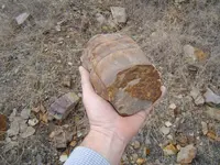 Fossils 009.webp