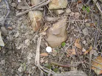 Fossils 006.webp