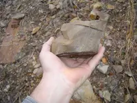 Fossils 007.webp