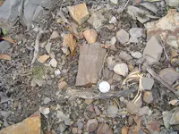 Fossils 003.webp