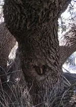 treeheart.webp
