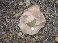 Fossils 005.webp