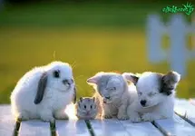 Buddies.webp