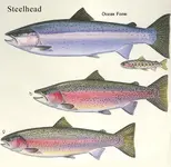 steelhead-allforms.webp
