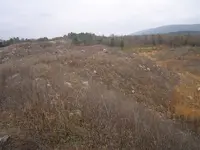 Fossil hunt yesterday 002.webp