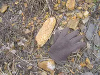 Fossil hunt yesterday 003.webp