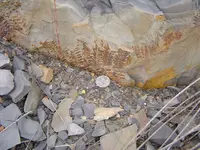Fossil hunt yesterday 004.webp