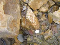 Fossil hunt yesterday 006.webp