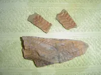 Fossil hunt yesterday 009.webp