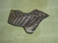 Fossil hunt yesterday 011.webp