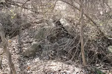 RES01239.webp