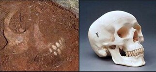 human skull.jpg