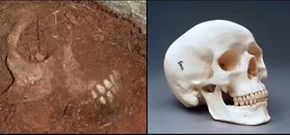 human skull.webp