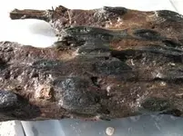 Ship plank 009.webp