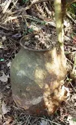 jug.webp