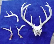 antlers 1.webp