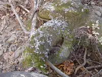 Deer Hunting (sort of) 007.webp