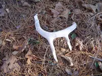 Deer Hunting (sort of) 011.webp