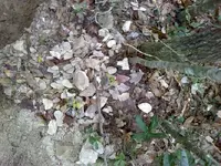pile-o-flint.webp