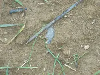 1-25-10 insitu.webp