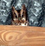 owl (3).jpg