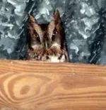 owl (3).webp