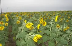 100_0259.webp