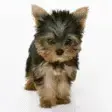avatar_40989.webp