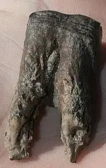 beart 001.webp