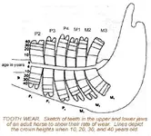 horseteethwear.webp