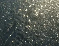 Picture 010.webp