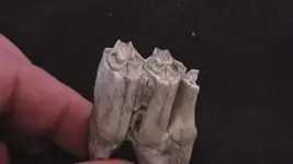 cow teeth 003.webp