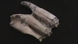 cow teeth 002.webp