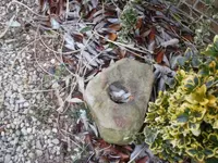 stone5.webp
