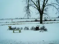 Snow Yard.webp