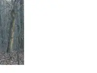 POINTREE1.webp