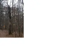 POINTREE2.webp