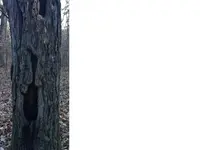 TREETAR1.webp