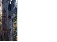 HAPPYTREE.webp