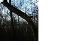 TREEPOINTCUT.webp