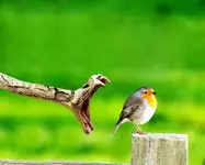 Snake and bird.webp Snake and bird.webp