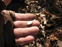 SilverCufflink.webp