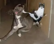 ninja-cat.webp